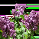 Dix idées de fleurs à planter sous un lilas pour un massif ombragé