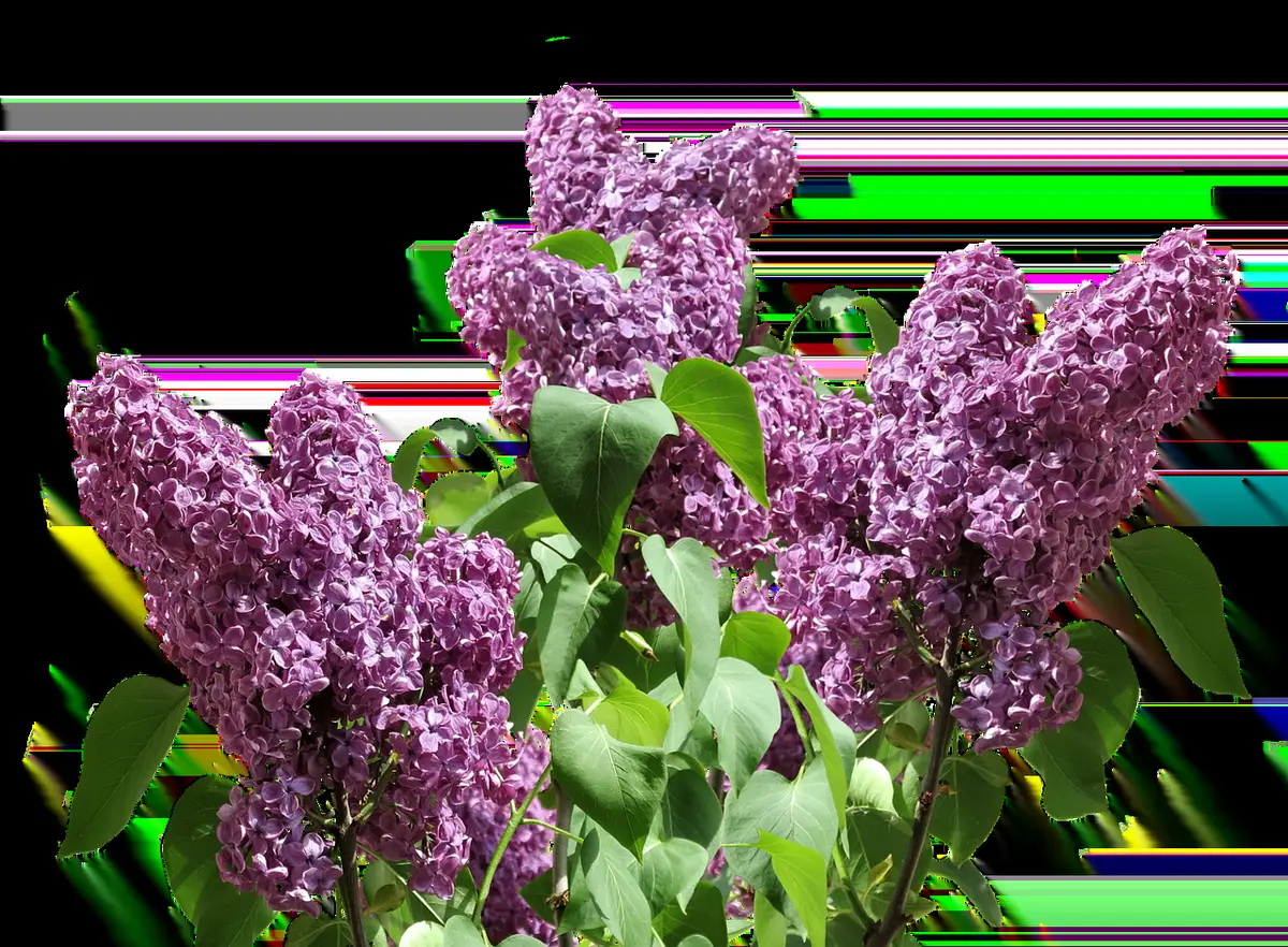 Massif ombragé au pied d'un lilas avec des vivaces basses et des feuillages contrastants