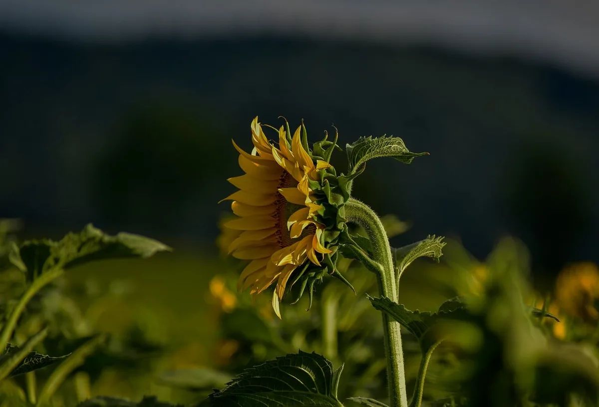 Toiture végétalisée avec plantes résistantes à la sécheresse sur un bâtiment urbain