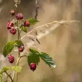 Meilleure période pour planter un framboisier : espacement, distance et exposition