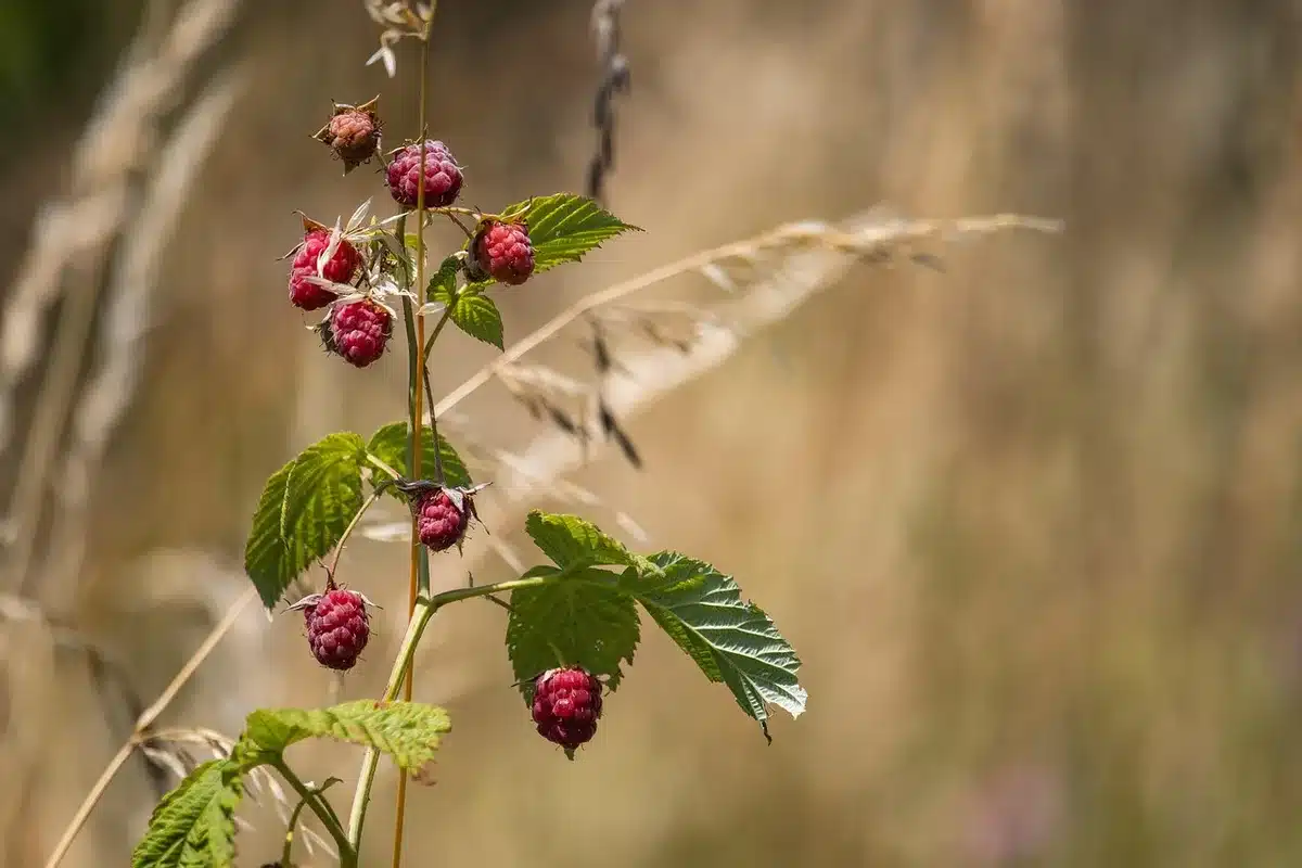 Personnes anonymes plantant un petit framboisier en pot près d'une clôture en plein jour