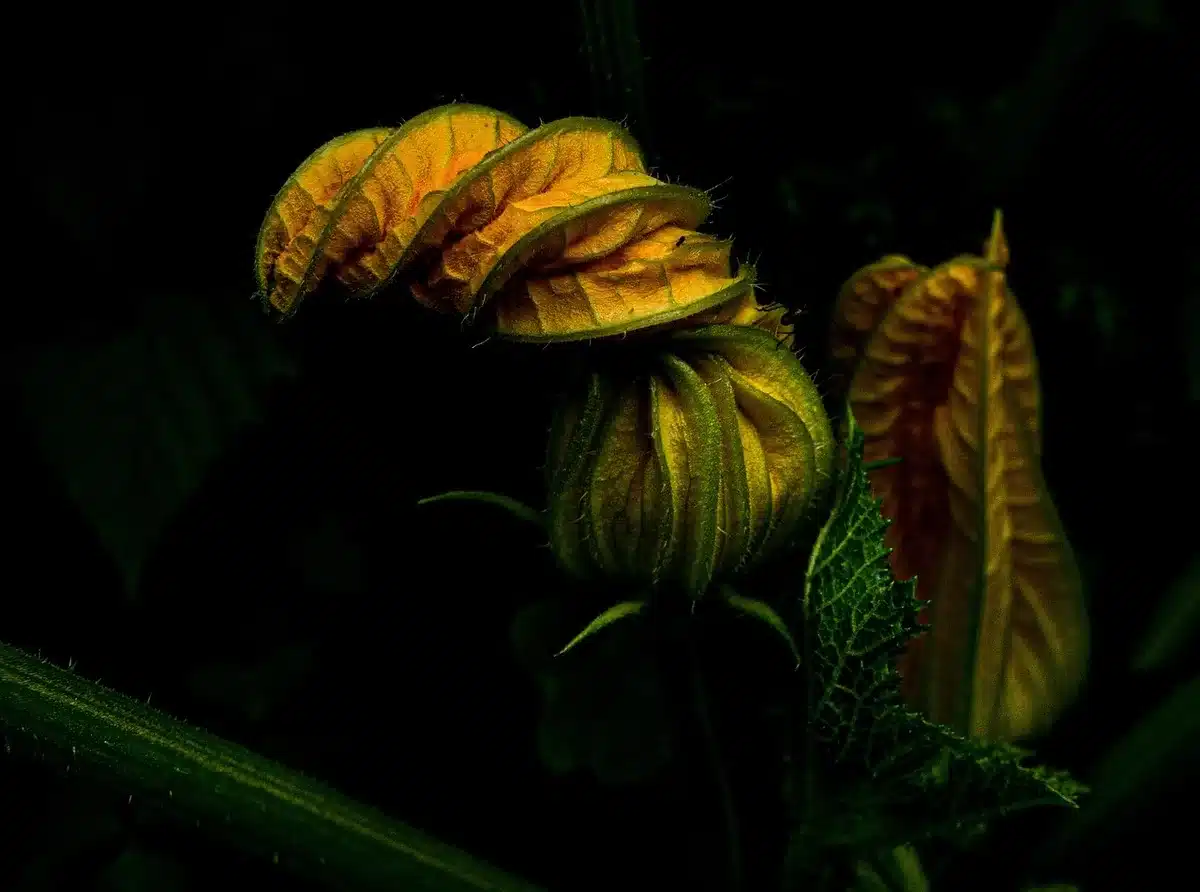 Paillis organique de feuilles et compost près de massifs végétaux