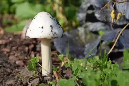 Mains anonymes étalant du paillis autour de jeunes plants dans un jardin en plein jour