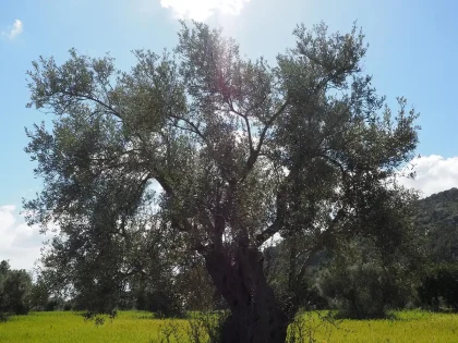 Jardin méditerranéen au pied d'un olivier avec plantes éparses et paillage minéral clair