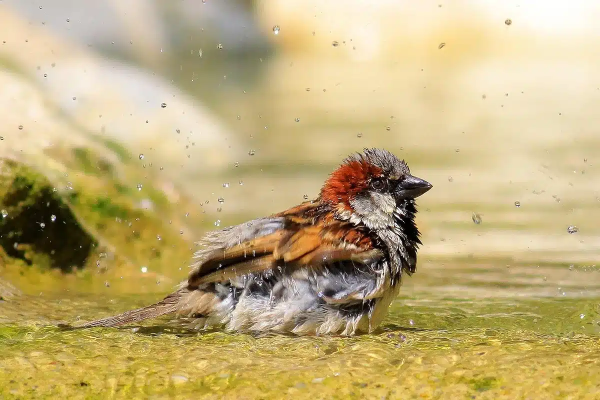 Douche de plain‑pied montrant gain de place et accessibilité