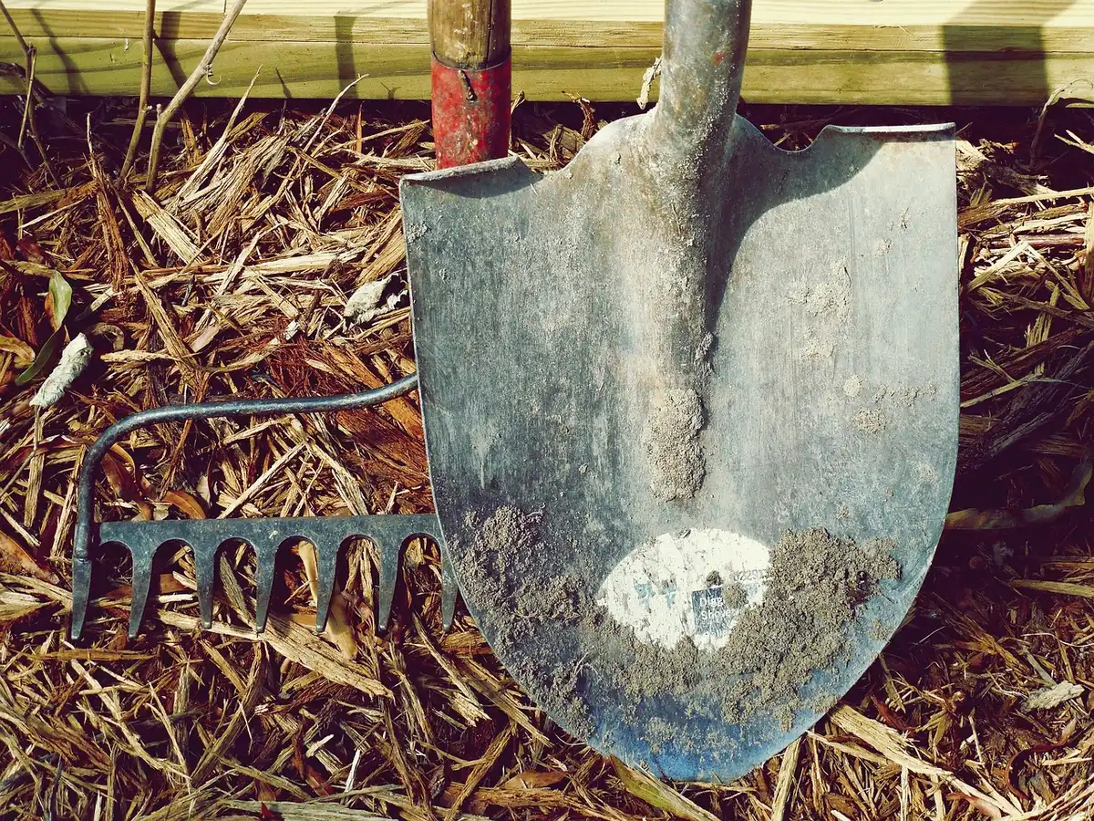 Paillage épais au pied d'un jeune arbre fruitier pour protéger les racines