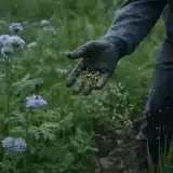 Quand et comment semer les engrais verts pour améliorer le sol ?