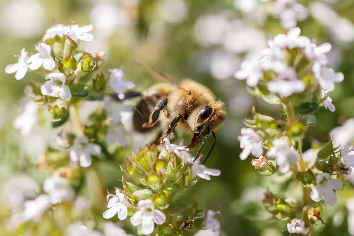 Plantes aromatiques résistantes à la sécheresse comme le thym et la lavande dans un jardin.