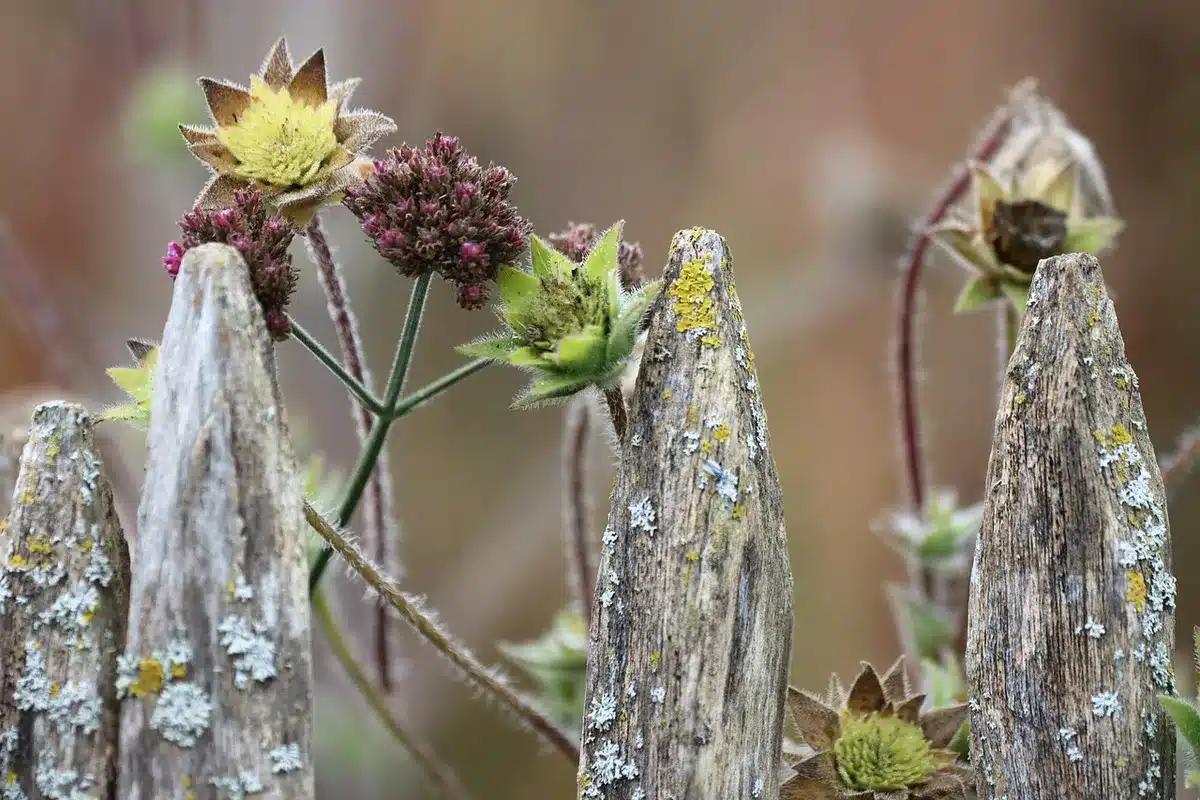 Jeune plant de fraisier prêt à être mis en terre en automne