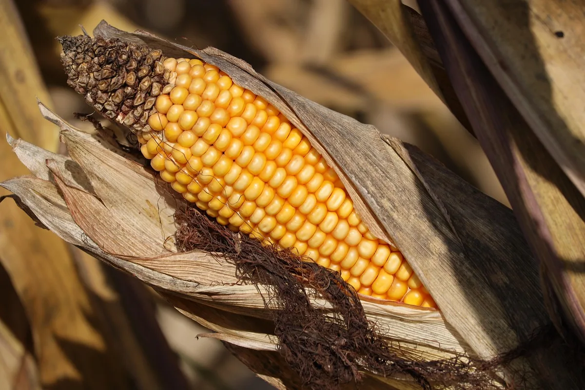 Haricots grimpants s'enroulant autour de tiges de maïs dans un potager