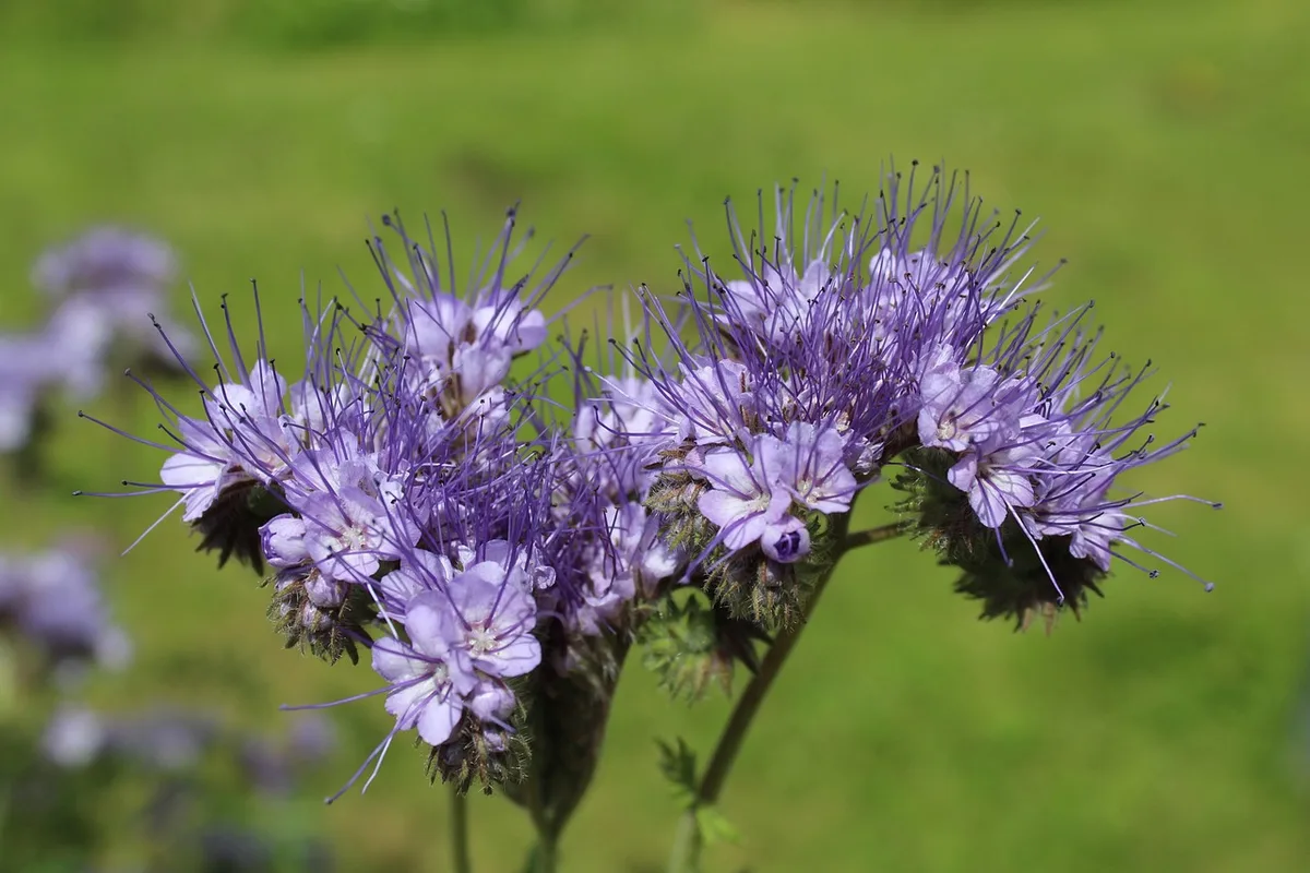 Engrais verts en fleur entre les rangs d'un potager, prêts à être fauchés