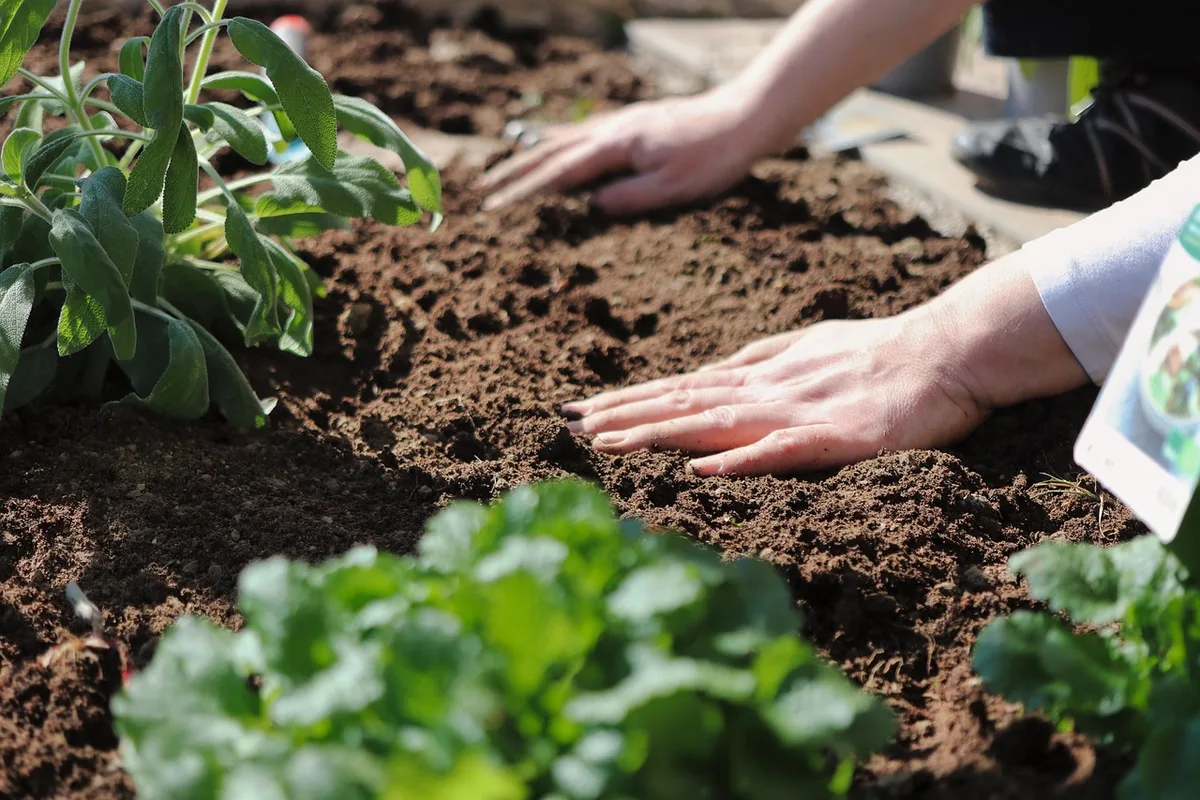 Potager avec cultures associées : haricots grimpants, légumes feuilles et engrais verts côte à côte