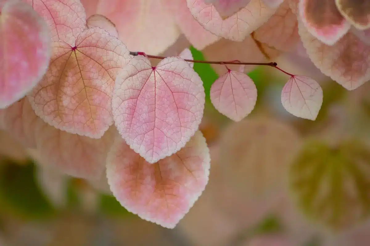 Rameaux sans feuilles prêts à être prélevés en automne