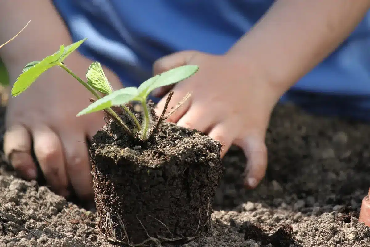 Mains gantées plantant un rhizome d'iris dans un massif ensoleillé