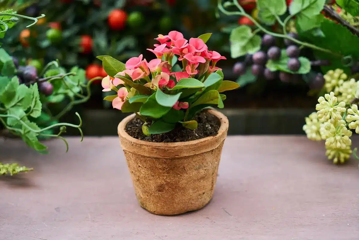Rempotage d'un plant en pot avec terre légère et mains en plein jour