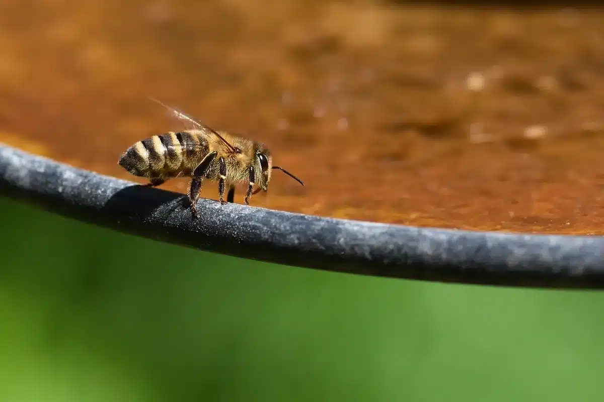 Arrosage modéré d'une plante d'intérieur avec un arrosoir sous lumière du jour
