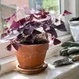 Comment cultiver et entretenir l’oxalis triangularis pourpre en pot ?