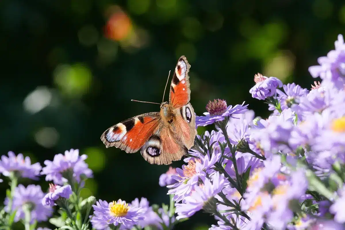 Binette posée près de mauvaises herbes arrachées dans un carré de jardin
