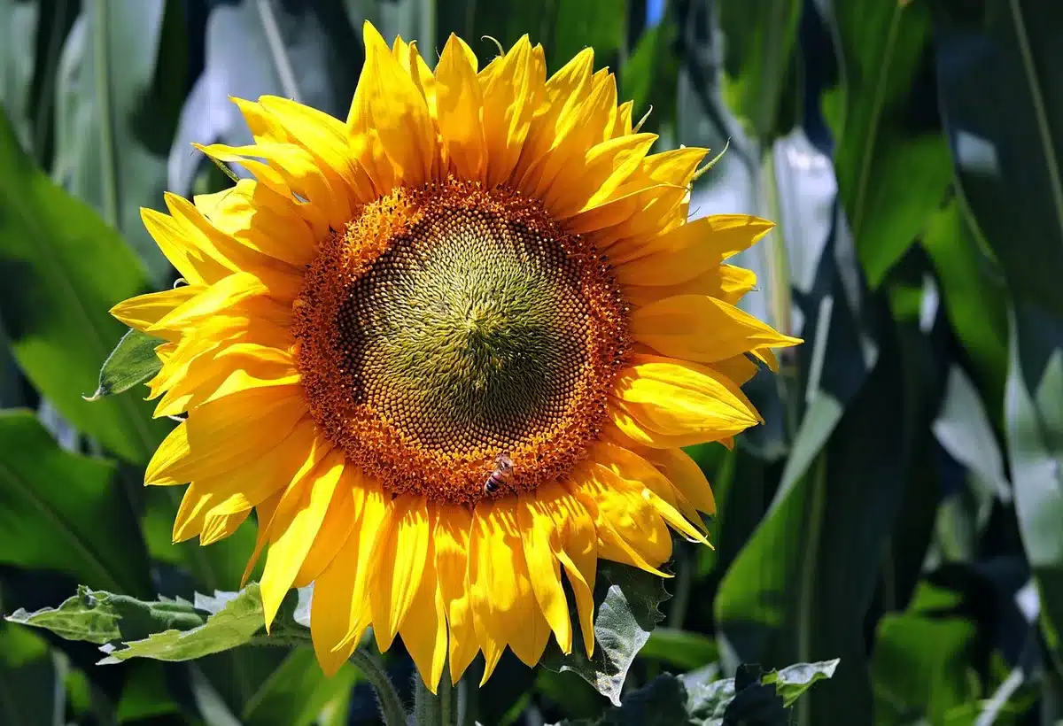 Application d'un pulvérisateur sur le revers des feuilles d'une plante en plein jour