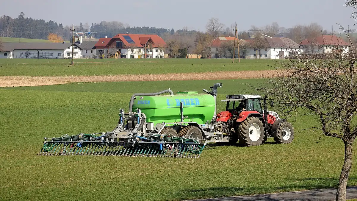Pralinage des racines d'un rosier avec une pâte de terre et de compost
