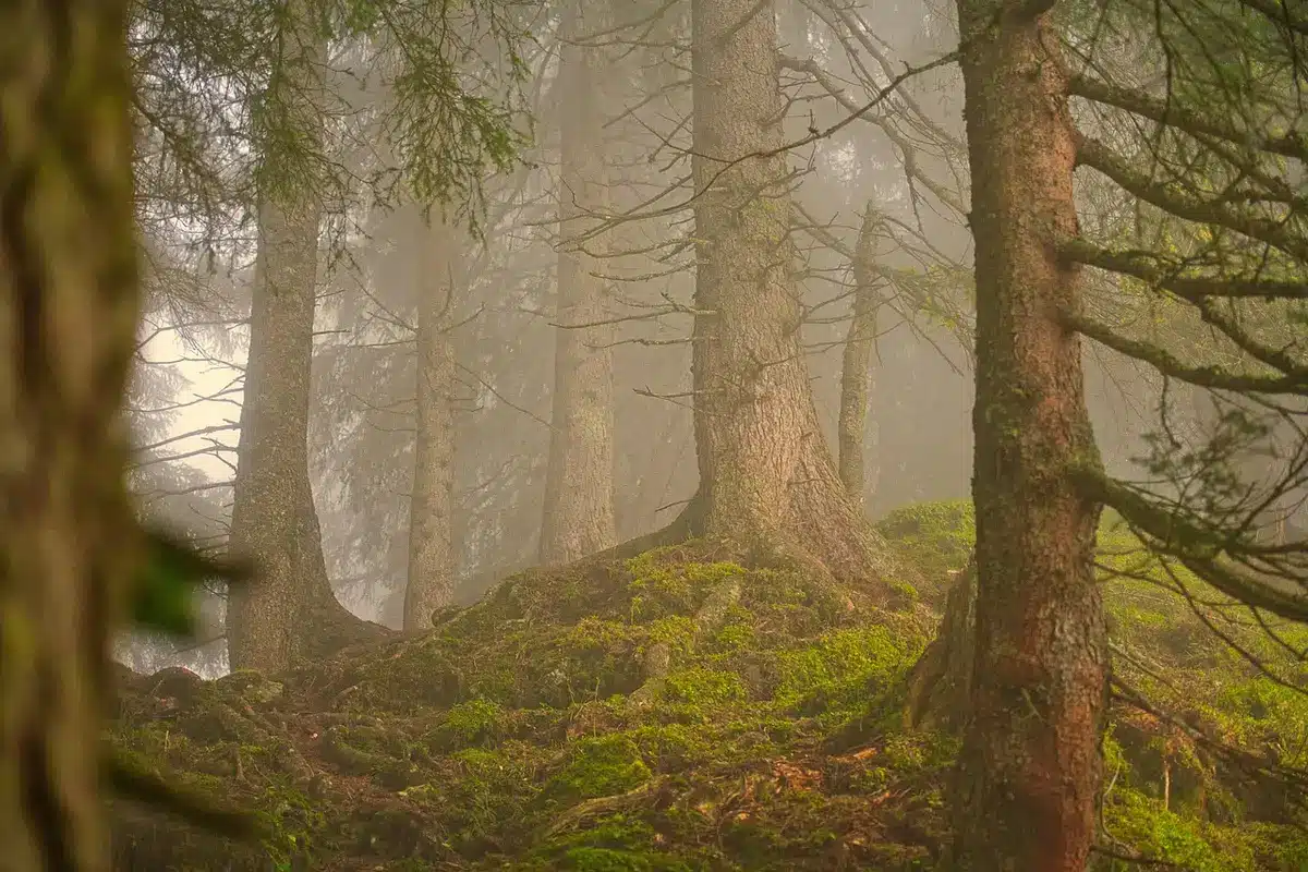Rayon de pépinière avec arbres à racines nues alignés à l'automne