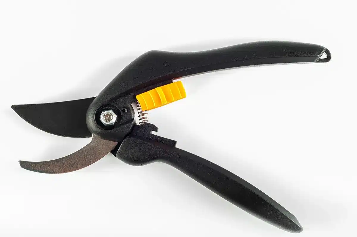 Main coupant une racine endommagée d'un arbuste avant plantation