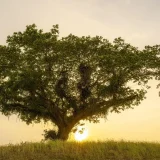 Comment préparer et protéger vos plantes pour l’hiver après un bel été ?