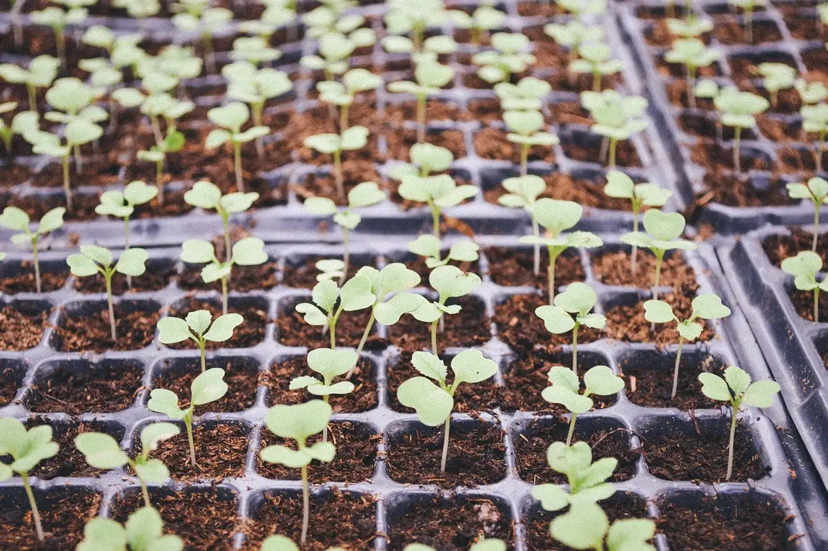 Plantules de dahlias dans une terrine avec terre légèrement humide