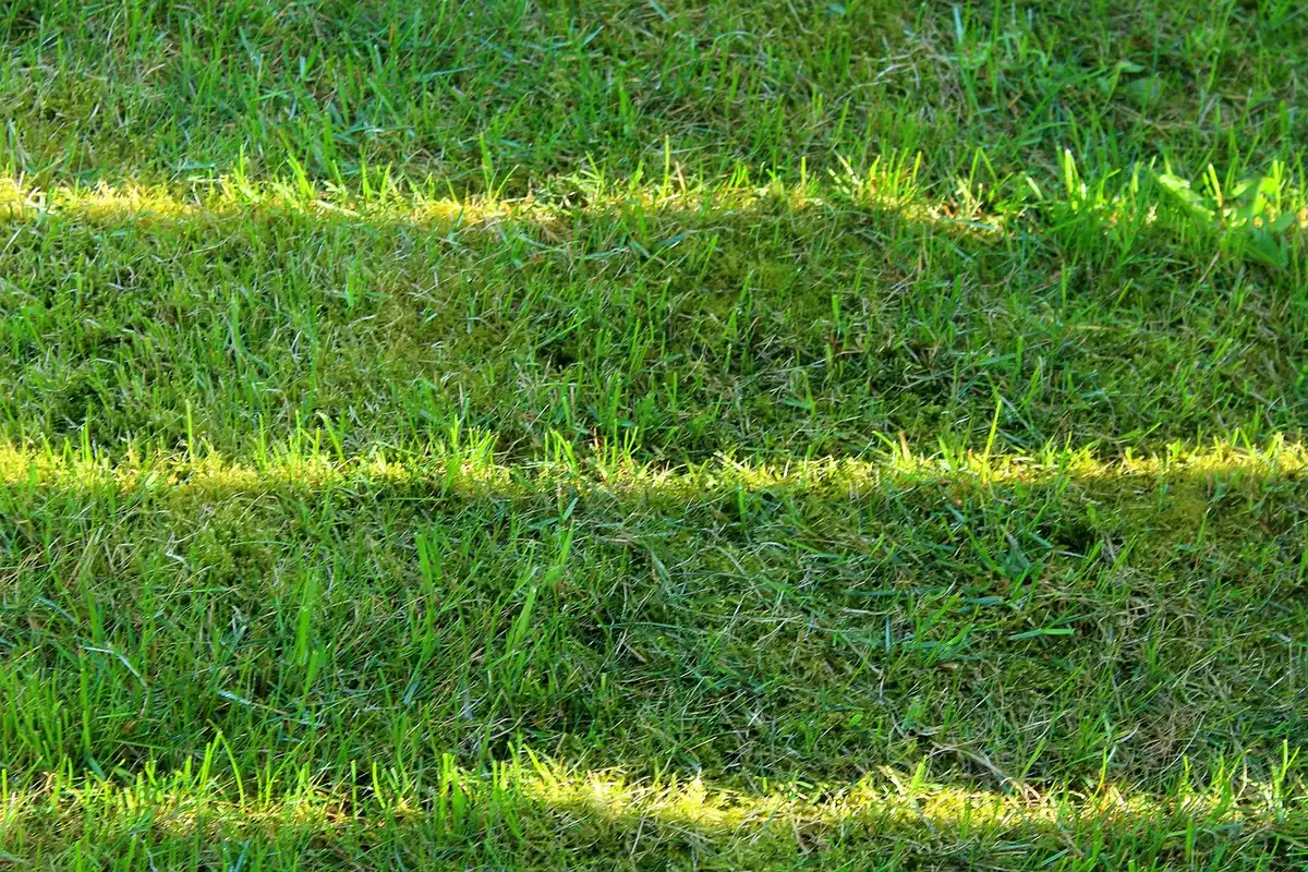Aération du sol d'une pelouse avec un outil à pointes en plein jour