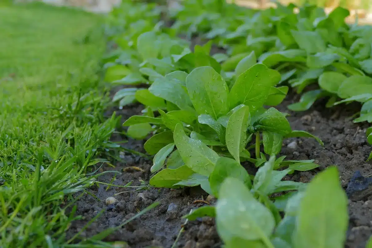 Jardinier examinant une petite parcelle de gazon au soleil avec une truelle et un carottage de terre