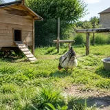 Guide complet de la poule Sussex : élevage, ponte et soins