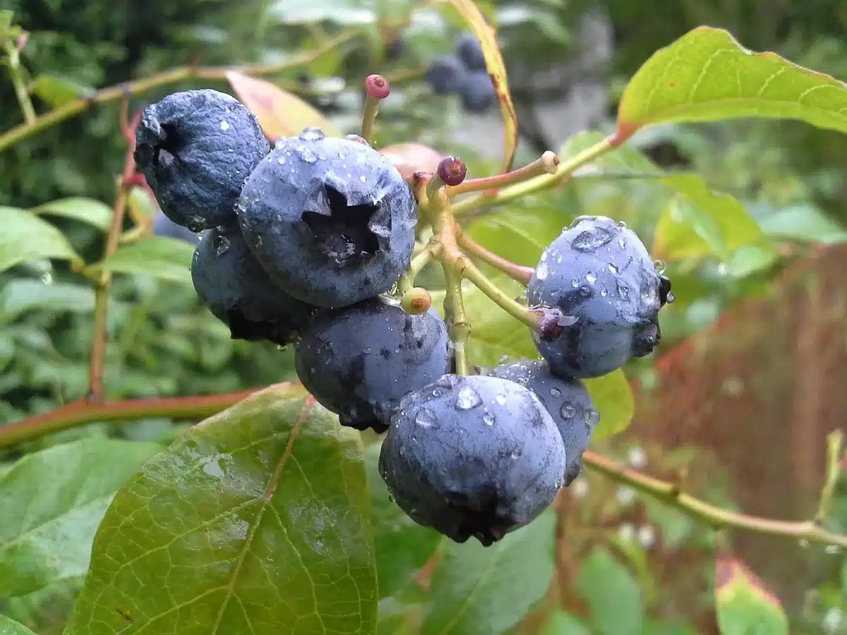 Personne anonymisée retournant une parcelle de terre pour transformer une friche en potager