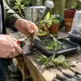 Que bouturer en septembre avec la technique des boutures semi-aoûtées ?