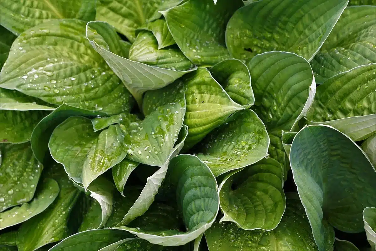 Sol de jardin ombragé sous arbres avec hostas et couvre‑sols en journée