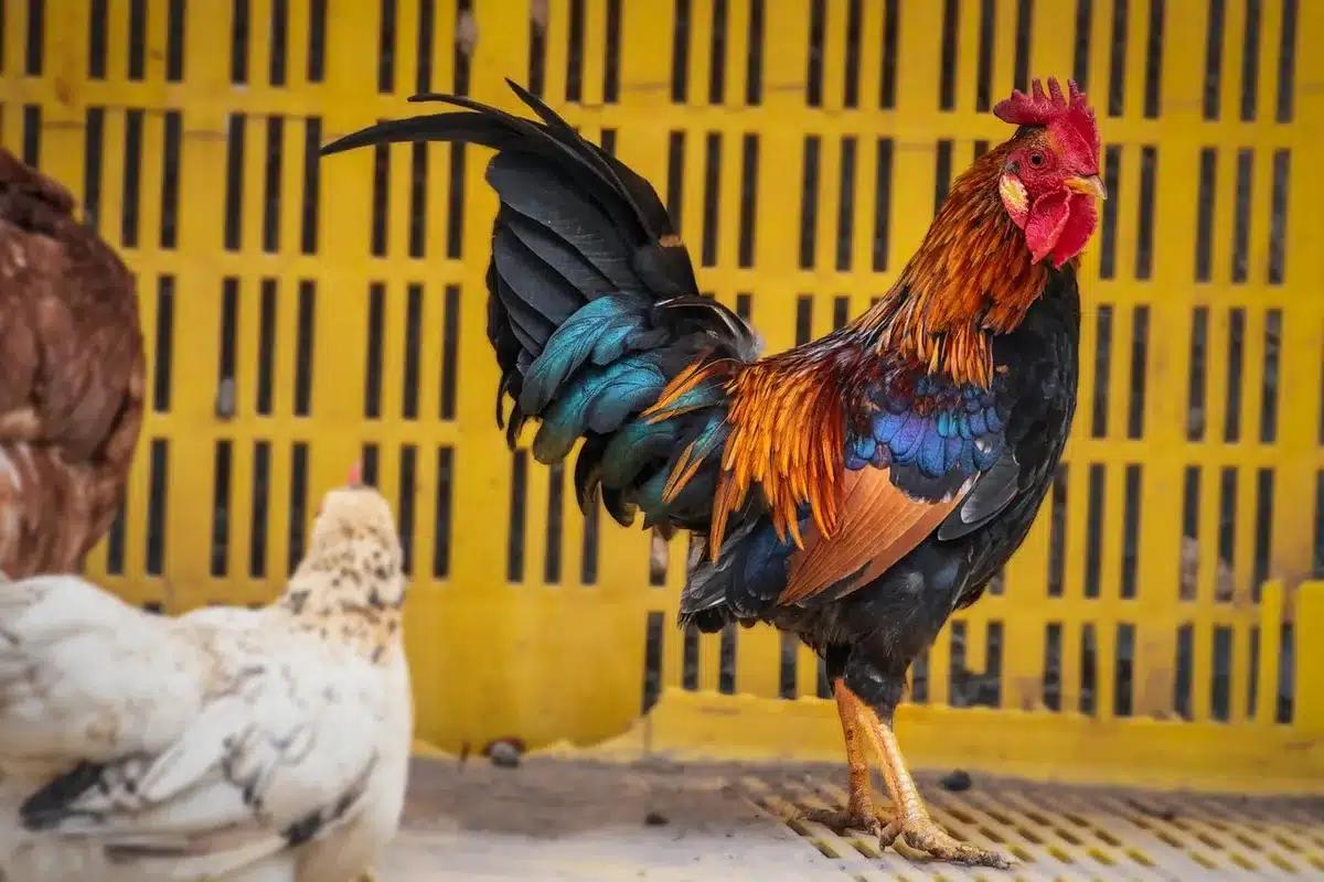 Petit poulailler aménagé dans un jardin