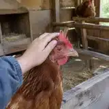 Quelles sont les 4 races de poules les plus faciles à adopter pour le jardin ?